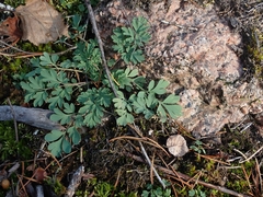 Capnoides sempervirens