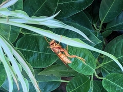 Polistes apachus