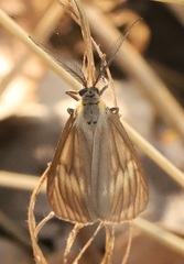 Phryganidia californica