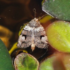 Thoracolopha flexirena