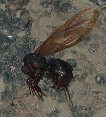 Atta laevigata