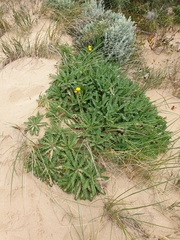 Sonchus megalocarpus
