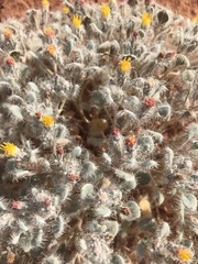 Psathyrotes pilifera