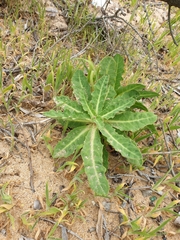 Sonchus megalocarpus
