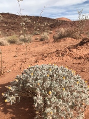 Psathyrotes pilifera