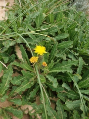 Sonchus megalocarpus