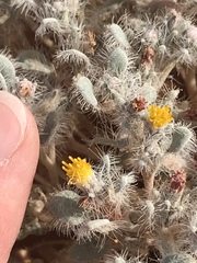 Psathyrotes pilifera