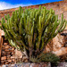 Myrtillocactus geometrizans - Photo (c) Raúl Peralta Pardo,  זכויות יוצרים חלקיות (CC BY-NC), הועלה על ידי Raúl Peralta Pardo
