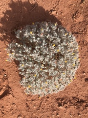 Psathyrotes pilifera