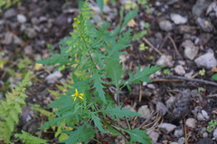 Senecio eremophilus macdougalii