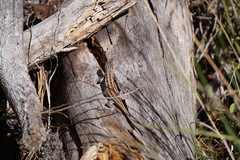 Sceloporus slevini