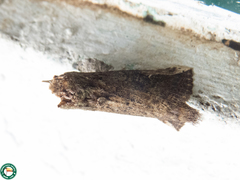 Nystalea ebalea