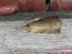 Nystalea ebalea