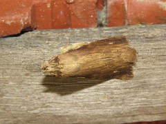 Nystalea ebalea