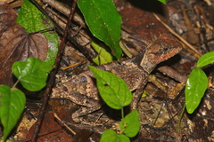 Acanthosaura crucigera