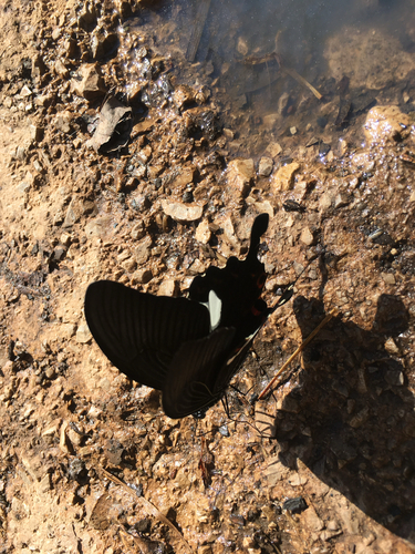 Red Helen Swallowtail