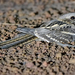 Long-tailed Nightjar - Photo (c) Nik Borrow, some rights reserved (CC BY-NC)