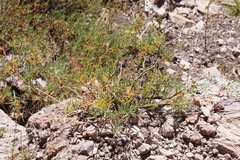 Penstemon pinifolius