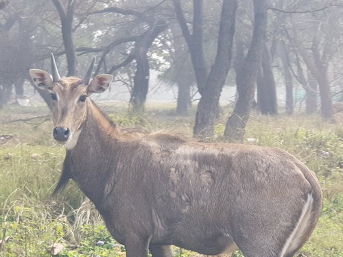 Nilgai