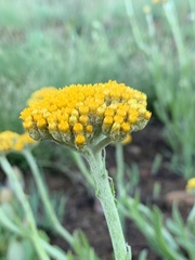 Helichrysum acutatum