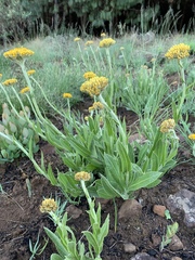 Helichrysum acutatum