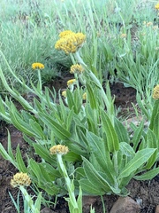 Helichrysum acutatum