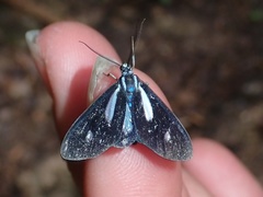 Agyrta lacrimata