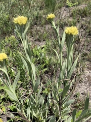 Helichrysum acutatum
