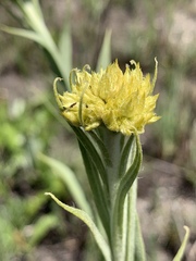Helichrysum acutatum