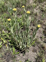 Helichrysum acutatum