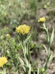 Helichrysum acutatum