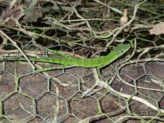 Anolis gemmosus