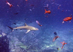 Carcharhinus galapagensis