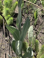 Helichrysum acutatum