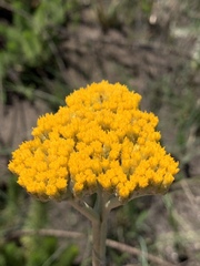Helichrysum acutatum