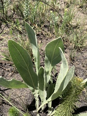 Helichrysum acutatum