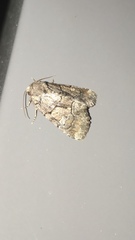 Chytonix