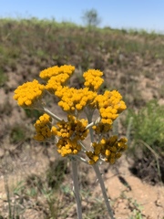 Helichrysum acutatum