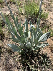 Helichrysum acutatum