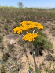 Helichrysum acutatum