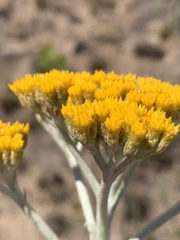 Helichrysum acutatum