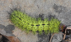 Automeris zephyria