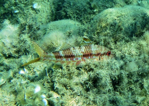 Mullus surmuletus