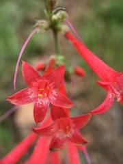 Ipomopsis aggregata aggregata