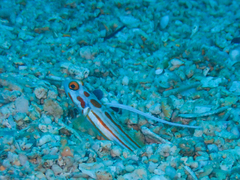 Orange-Striped Shrimpgoby photo 2
