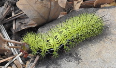 Automeris zephyria