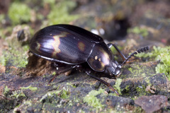 Ceropria superba