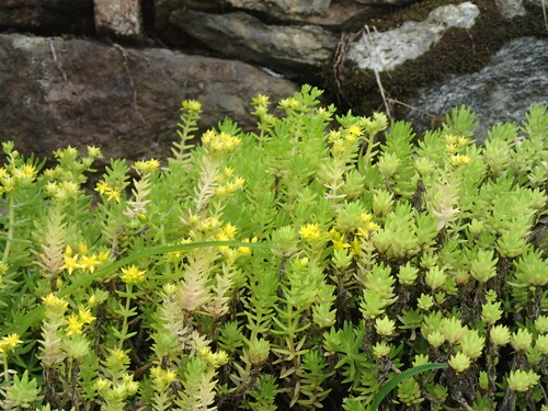 Sedum mexicanum