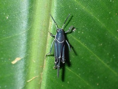 Ripipterygidae