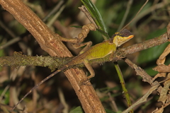 Acanthosaura lepidogaster